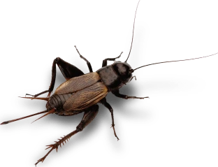 Form Bug