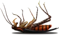 dead cockroach on its back