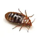 Image of a bed bug