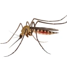 Image of a mosquito