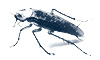 Pests