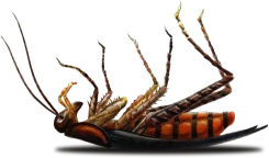 dead cockroach on its back