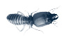 Termites