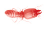 Termites