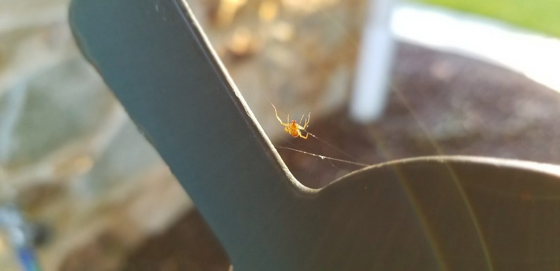 Yellow spider in a spiderweb
