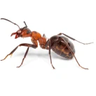 Close-up of an ant