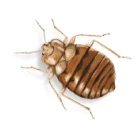 Image of a bed bug