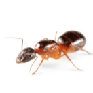 Image of a carpenter ant