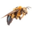 Image of a carpenter bee