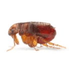 Image of a flea