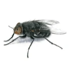 Image of a house fly