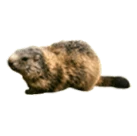 Groundhog
