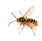 A hornet on a white background.
