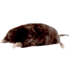 Brown mole