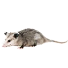 Opossum