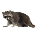 Raccoon