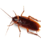 Image of a cockroach