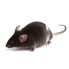 Image of a rat