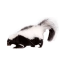 Skunk
