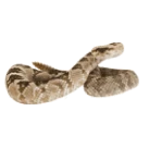 Snake curled up