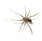 Image of a spider