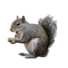 Grey squirrel