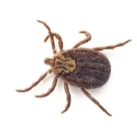 Image of a tick