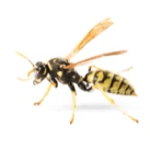 Close-up of a wasp