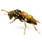 Yellow jacket on white background